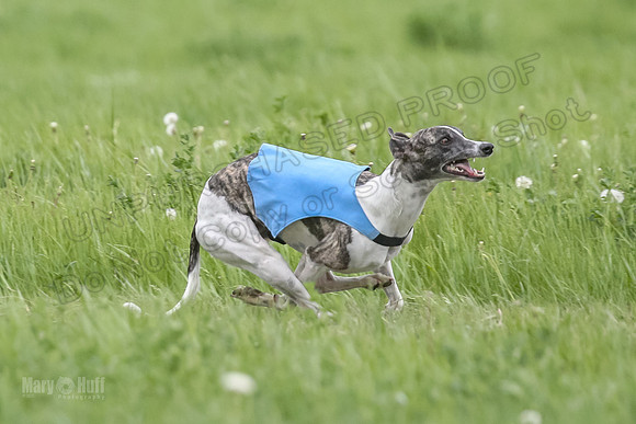 1 Prelims Open 3 Sydney Spanx Frankie-8232