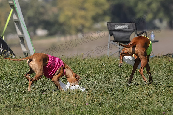 2 Finals Vet 1 Zayin Xena-8137