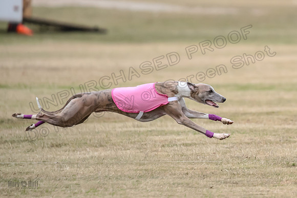 1Prelim Open 4 Kashi Rigel-3110