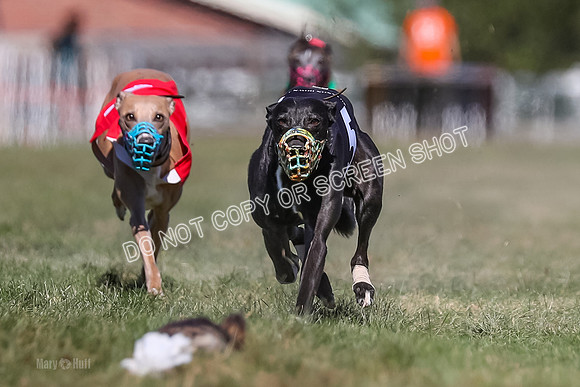 Prg 4, Race 5, Rasta Cammie Warrior Grim Buckwheat-0194