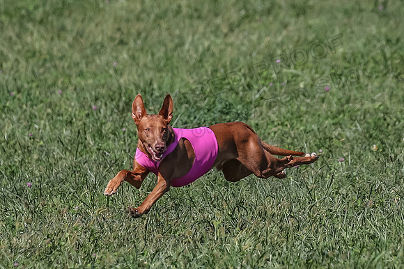 2 Finals Vet 1 Precious Copper Cayper-7261