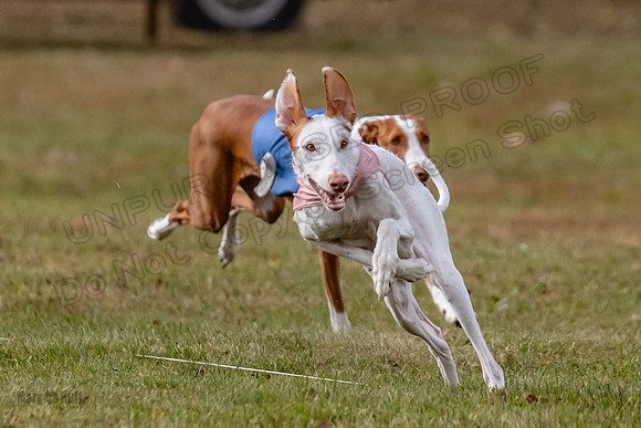 Finals Fch 2 Beastie Willow Ginny-3173