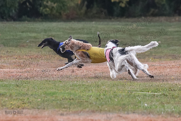 1 Prelims Vet Chase Imp Zip-0589