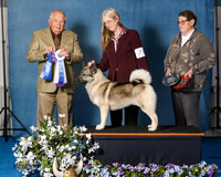 Elkhound 2020-1050