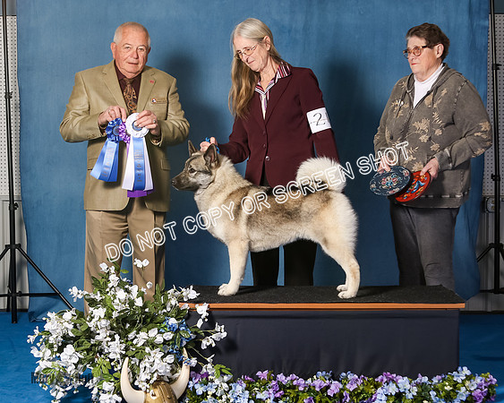 Elkhound 2020-1050