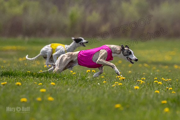 Finals Specials B2 PeteySue Frankie Rush-4628