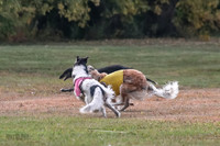 1 Prelims Vet Chase Imp Zip-0587
