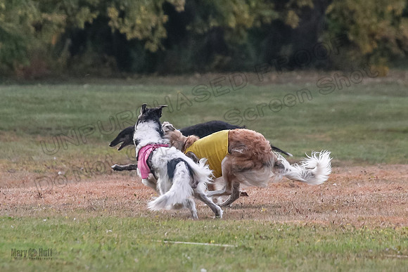 1 Prelims Vet Chase Imp Zip-0587