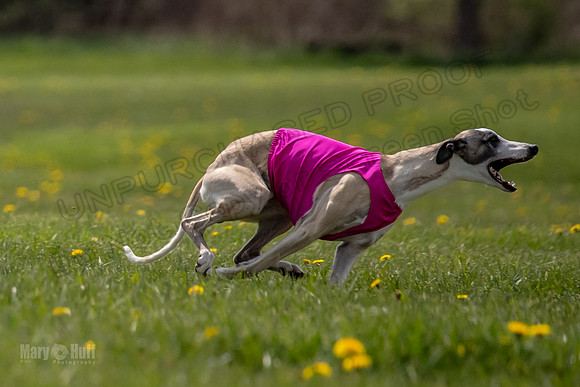Finals Specials B2 PeteySue Frankie Rush-4631