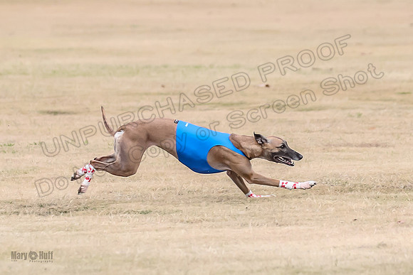 1Prelim Open 3 Eggsy Trixie Treble-3022