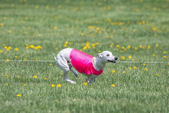 1Prelims Veterans 5 Rosie Smudge Smokey-1794