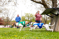 WRA, Prg 3, Race 1, Puppy, Sprig Gnocchi-9114