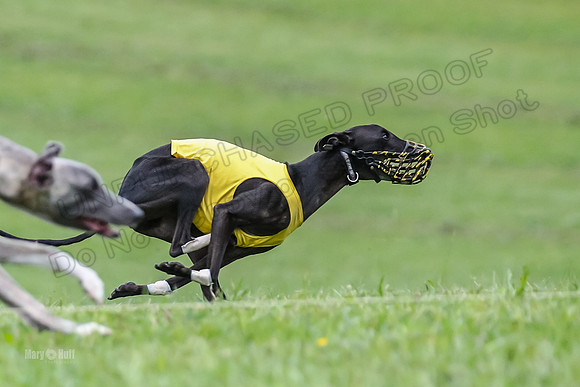 Prelim Open E1, Sid Emoji Bumble-4727