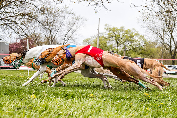 WRA, Prg 3, Race 11, Whammy Rogue Jigsaw Bookie Navi Chase-9263