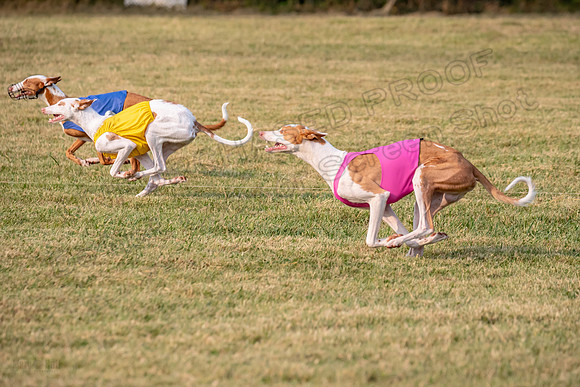 1prelims Fch 1prelim 1 Willow Fable Penny-3484