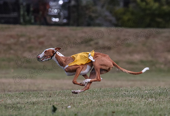 Finals Fch 2 Penny Willow-7956