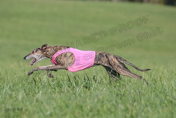 1 Prelims Fch A2 Arrow Janey Hoppit-9518