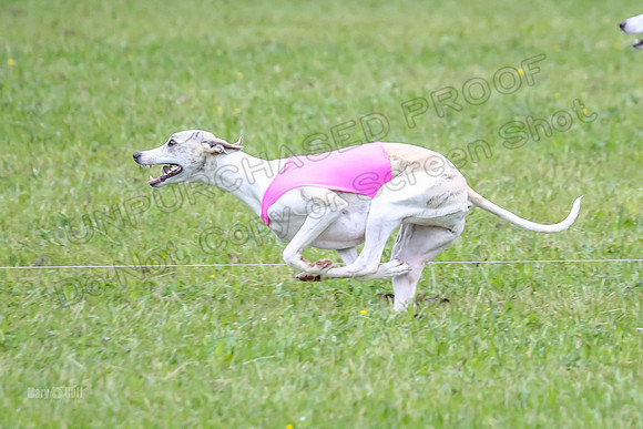 Prelim Open B5, Wiley Pippi Indy-8521