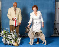 Elkhound 2020-1203