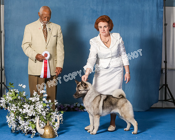 Elkhound 2020-1203