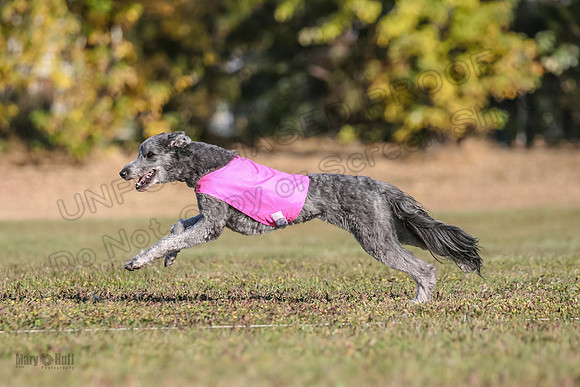 Ellie-4502