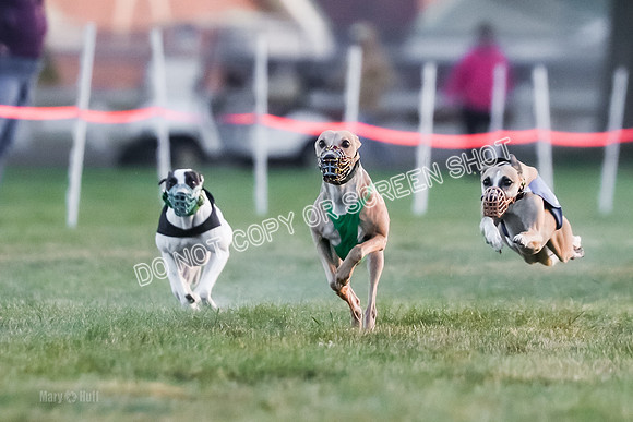 Prg 1, Race 5, Dandylion Cala Micky Sprig Arrow-9016