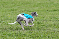 Prelim Veteran 1, Akela Ricky Bobby Blue-6273