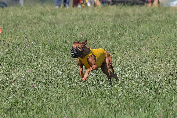 2 Finals Vet 2 Erzulie Libby-8155