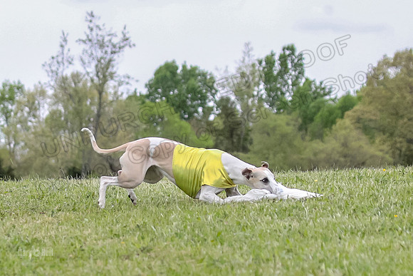 Finals Open D4, Roo Shroom Torque-0919