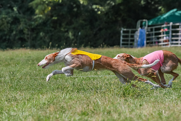 Prelim, Veteran 1, Dobby, Pepper-8800