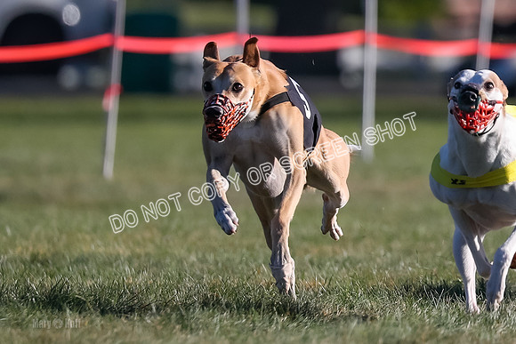 Prg 1, Race 16, Voodoo Jigsaw Bobo Keto Piper-9249