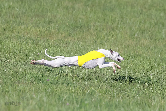 1 Prelims Fch B2 Cooper Prim Treble-9744
