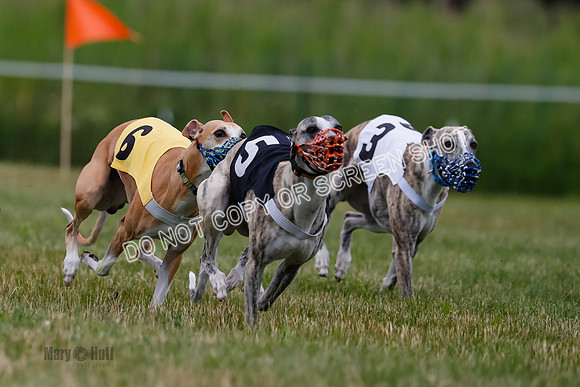 Prg 2, Race 4, Marty, Bogie, Denim, Meatloaf, Blaze, Raz-1003