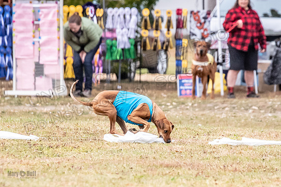 Finals Fch 1 Islay Opal Dakota-2423
