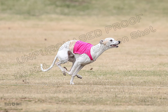 1Prelim Open 5 Petey Sue Cheese-3149
