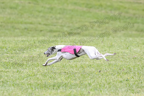 Prelim Veterans 2, Brag Nellie Herk-0114