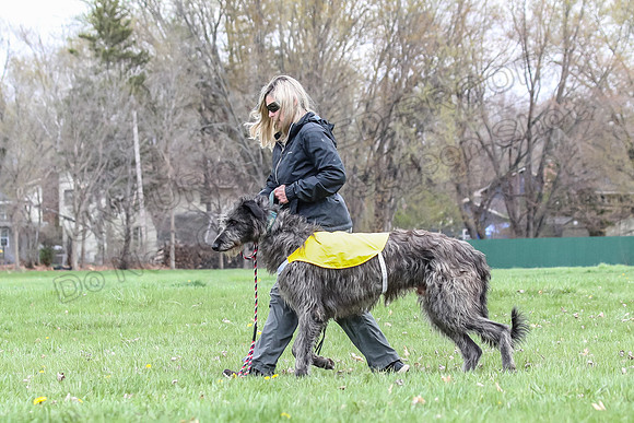 Finals Scottish Deerhound-4627