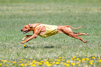 Rhodesian Ridgeback