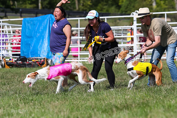 Prelim, Unknown Dogs-7678