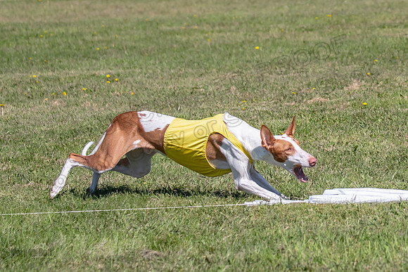 Prelims Open Jagger Maverick-5374
