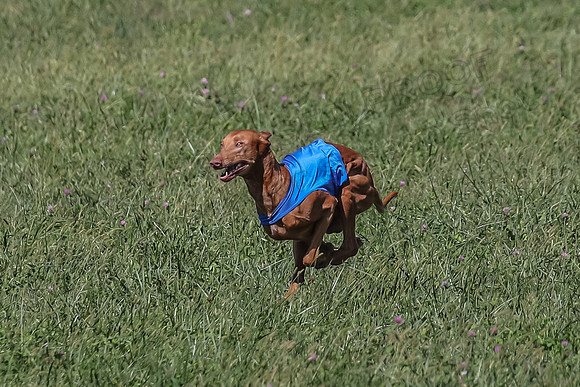 2 Finals Vet 1 Precious Copper Cayper-7247
