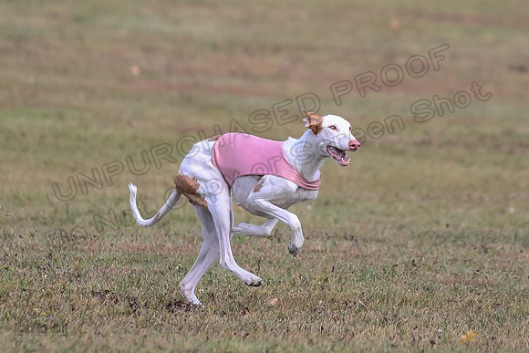 Finals Fch 2 Penny Willow-7962