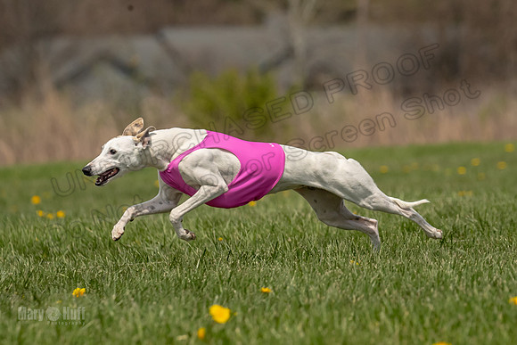 Finals Specials B3 River Magic Lace-4669