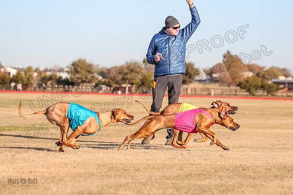 1prelims Open 1 Chief Coco Rein-9534