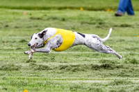 AKC Coursing Saturday