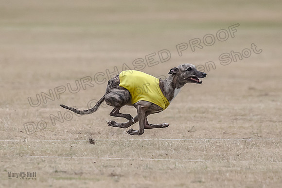 1Prelim Vet 1 LittleBit Arya-3389