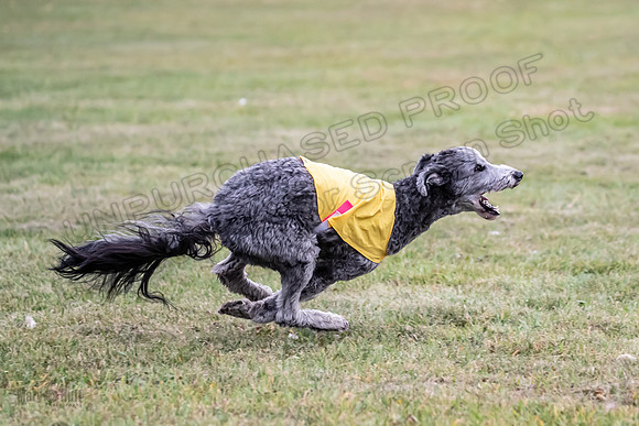 1 Prelims Pepper-1916