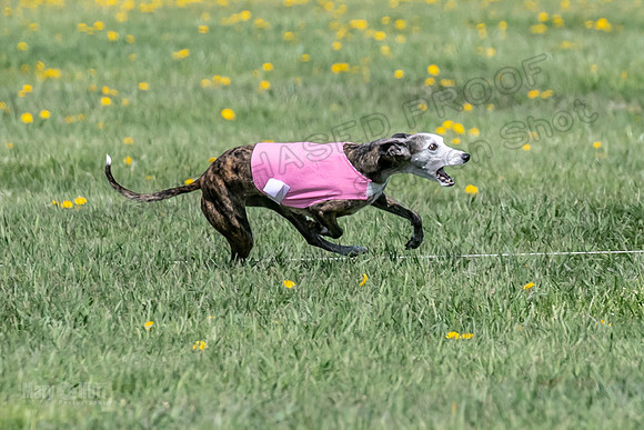 1Prelims Veterans 1 Rosa Marley Luna-1605
