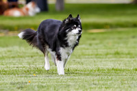 Cat Test 1-0235