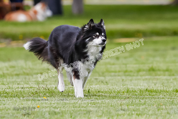 Cat Test 1-0235